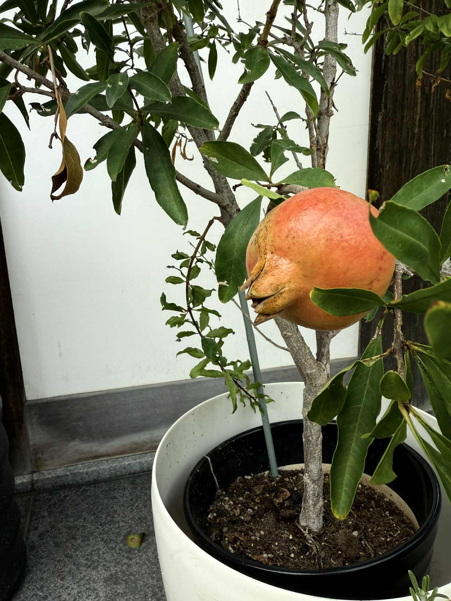 【柘榴(ザクロ)　吉祥果】のイメージ